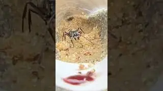Pet Bullet Ant QUEEN Update