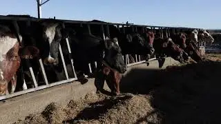 Techspan - Project Tour - Milkhaven Dairy, Nowra NSW