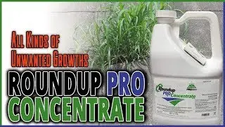 RoundUp Pro Concentrate Review - Killing Growths and Possibly Causing Them
