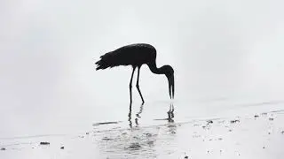 African Openbill feeding 4K