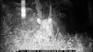 Danta/ Tapir (Tapirus bairdii)