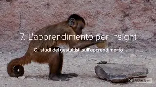 7. L'apprendimento per insight