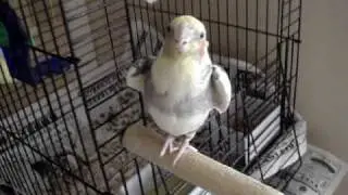 Bird sings USC Fight Song!  Fight On!!!!