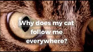 Why does my cat follow me everywhere?