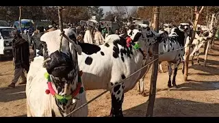 Domail Mandi || Fatehjang (Part 03) 31/12/2021 || Dhani bulls