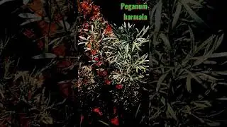 Peganum harmala