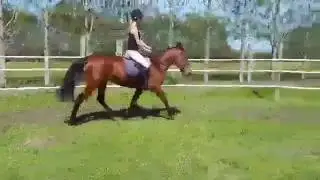 First trot under saddle
