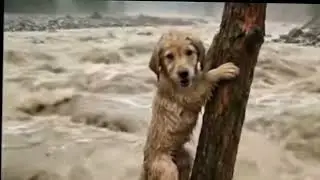 Tiny Puppy Survives Devastating Flood &mdash; Saved by a Brave Bird!&rdquo;