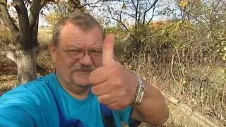 Pflanzen von 2 neuen Haselnuss, warum 2 dazu im Video
