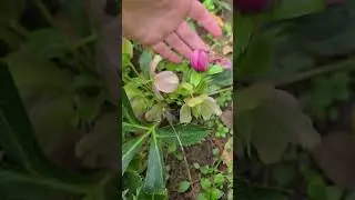 Морозник цветет , сентябрь-начало октября!