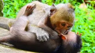 Sweati Hardly Drag and Bite Timo Baby Monkey, Timo Baby Not Crying!