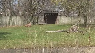 The Buffalo Zoo's price increase announcement has shocked many in the community