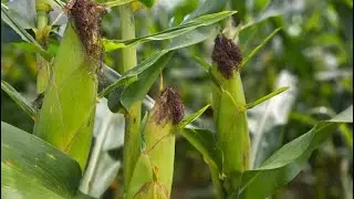 Top 10 Mistakes To Avoid When Growing Maize| Smart Agri Hub