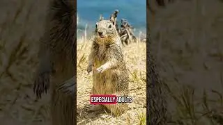 Top 5 Amazing Facts about the California Ground Squirrel