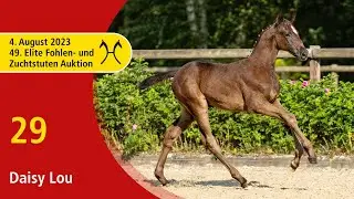 49th Verden Elite Foal -OnLive-Auction- Aug. 4th, No. 29 Daisy Lou by Diablue PS - Quintender
