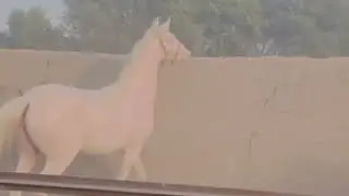 Unstoppable Stallion | Horse Mating & Breeding Power 🔥Natural Process 🐎🔥