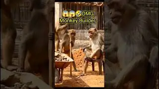 Monkey See, Monkey Build! 🐒🔨 #shorts