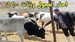 خلطات اعلاف موفرة  وخطوات ذهبية نقدمها لكم مع د/السيد الطوخي لتحقيق الأرباح فى عجول وزنة ٤٠٠ ك واعلي