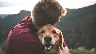 Top 10 crazy dog reactions | funny animals| funny video 2020