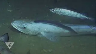 Stuck on you: This hake has a parasitic lamprey, but not for long!