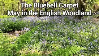 The Bluebell Carpet: May in the English Woodland. A short exploration of the lovely spring display!