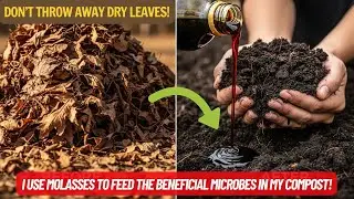 Don’t Throw Away Dry Leaves! How I Transformed Dry Leaves into Compost in Just 30 Days with Molasses