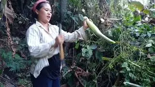 Hunting Wild Vegetable Liangmai Rural Life Manipur Northeast India