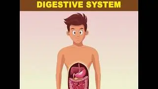 4 Herbs for a Healthy Digestive System