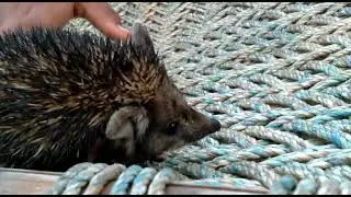 mountain rat