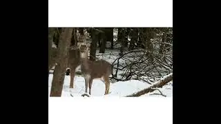 Obora Hvězdov #deer #winter #animals