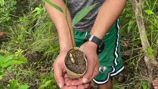Cashew and Jackfruit Planting in Diatoy Island