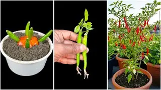 Growing chili plant at home | Make your garden hot, spicy with chilies