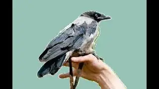 Жизнь без собак. Дрессируем Серых ворон / Life without dogs. Training Gray Crows