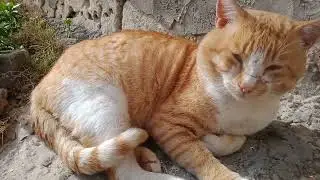farting cat #cat #cats #catvideos #fart #farting #fartvideo #fartingprank #farts #fartingpreacher