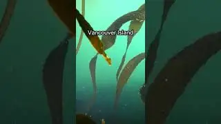 Scuba diving in Kelp Forests