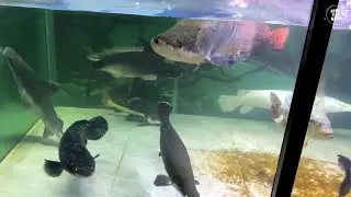 Unbelievable Aquarium Setup: Betta Fish, Goldfish, Tropical and Koi Fish Care Tips #876