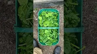 5 зимних овощей, которые можно выращивать в Техасе
