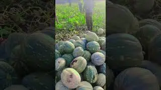 Pumpkin Loading l kaddu lBhopla