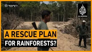 Can a new triple alliance save rainforests from ruin? | The Stream