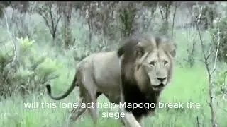 mapogo lion alliance