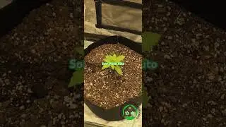 Growing Cannabis Auto Flowers #cannabiseducation #shorts #zaza #indoorplants #new