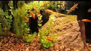 Fish Rescue, in Kentucky 2-8-24