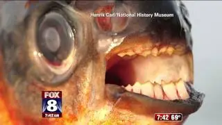 Testicle Biting Fish?
