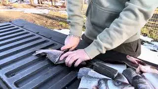 Primitive Bear Knives: Hunter’s EDC in 80CRV2 testing