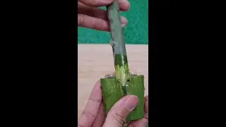 How to Grow Mango Tree from Cutting by Aloe Vera #shorts #omg #trending