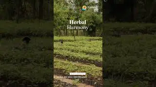 Herbal Harmony | Pragati Sparsh Integrated Medical Center
