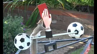 Squirrel Football - SIFA World Cup