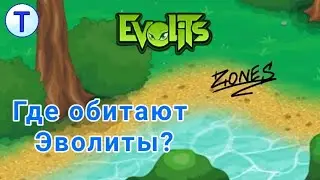 На каких зонах обитают эволиты? . Evolits . Tigrerra
