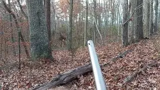 Small buck 10 paces away. Shot his dad exact same spot 5 minutes prior.