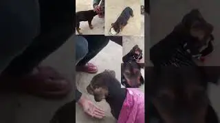 pillu ko lag rhi thandh #cute #love #funny #german #comedy #germanshepheard😆🥰😊❤️❤️🧡🧡 #comedyfilms 😅😂